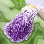 Xalen_NaturalThings_OnlyRain Xalen_NaturalThings_OnlyRain