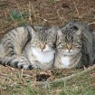 Katzenpaar
