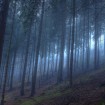 Der Wald und das Licht