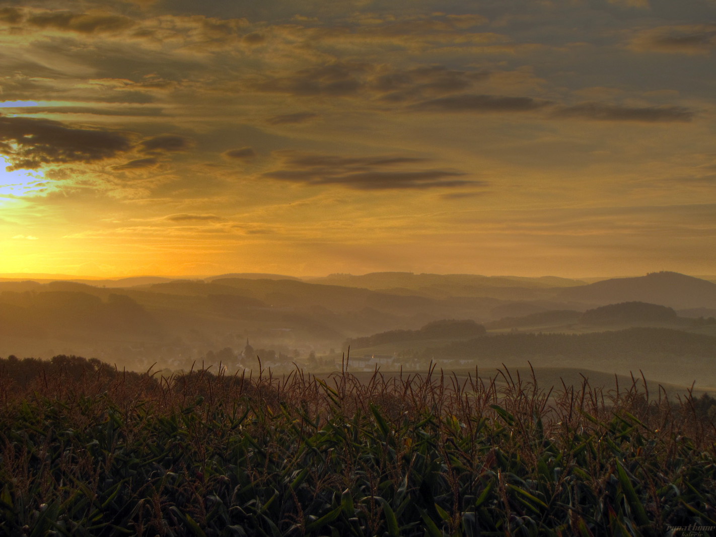 Maisfeld zum Sonnenaufgang
