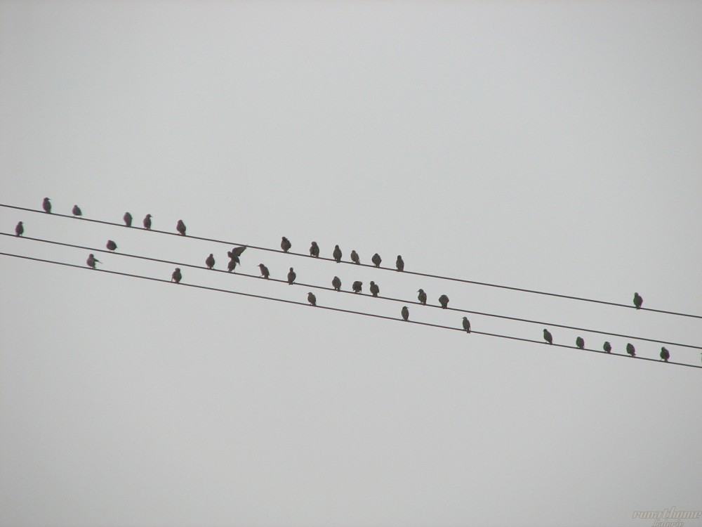 Vögel auf einer Freileitung