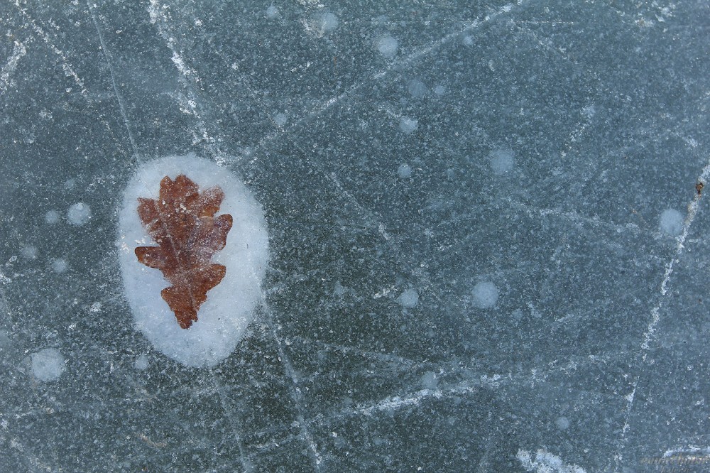 Eichenblatt gefangen im Eis