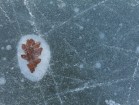 Eichenblatt gefangen im Eis